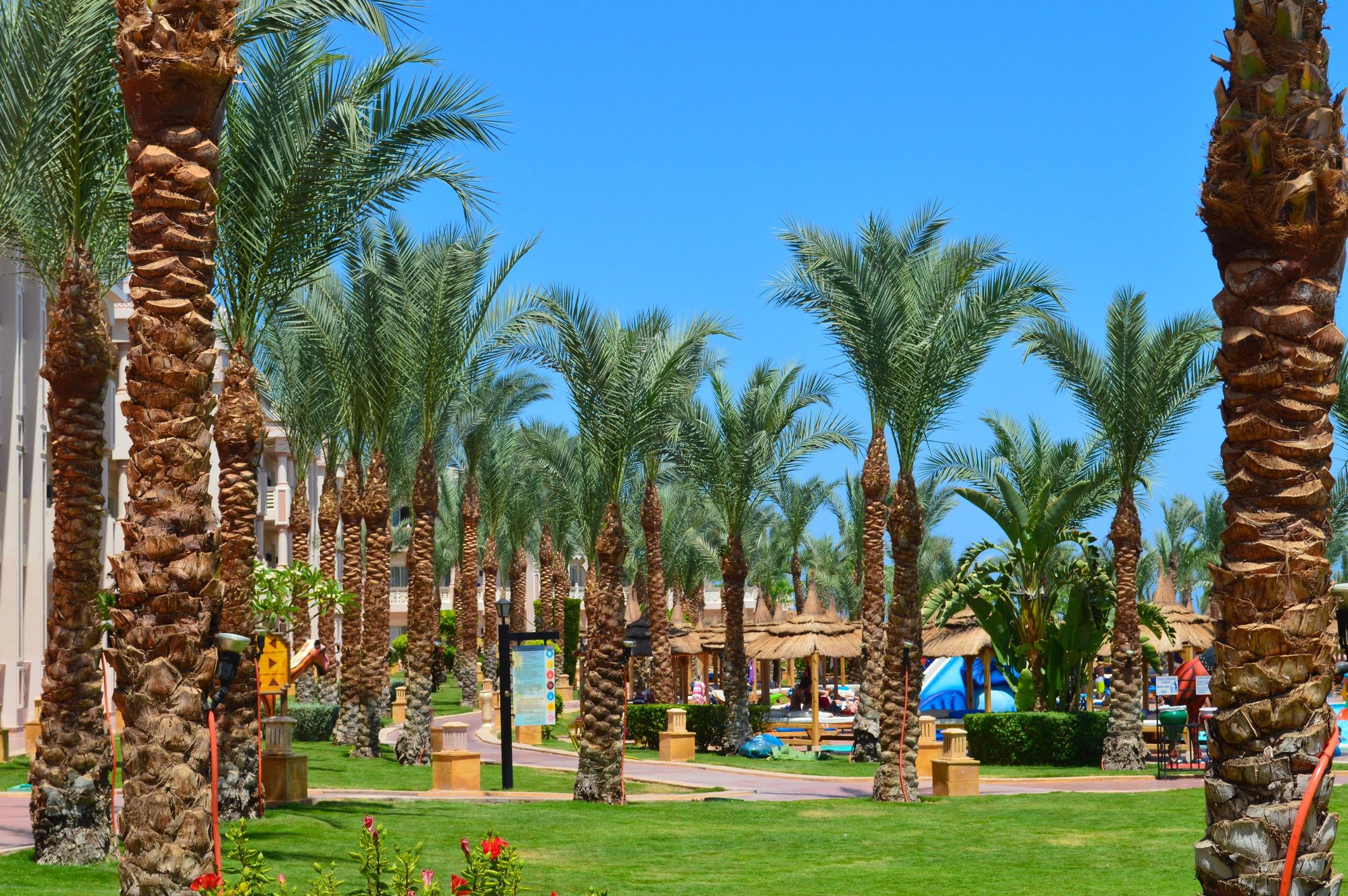 Tropical resort landscape with palm trees and bright blue sky